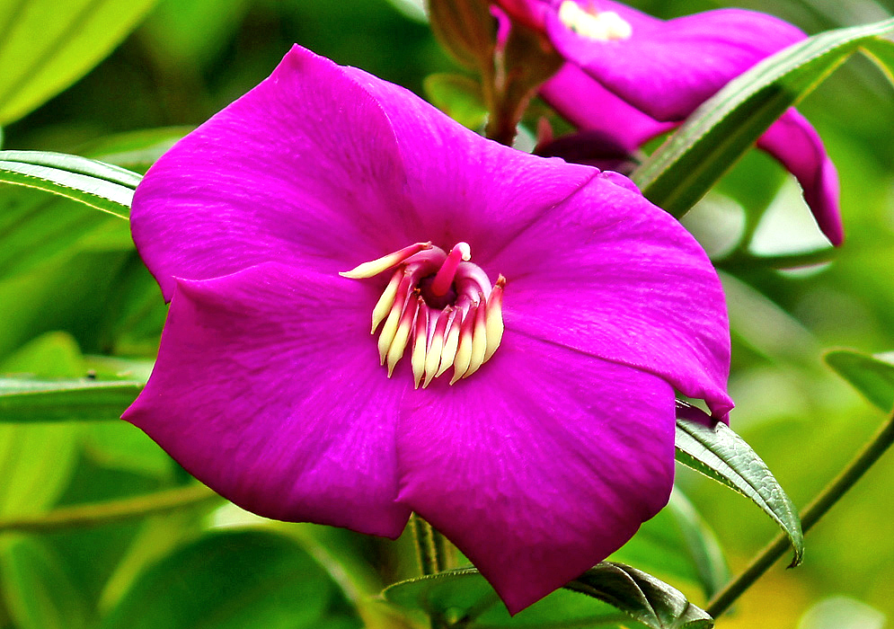 Magenta Meriania speciosa flower