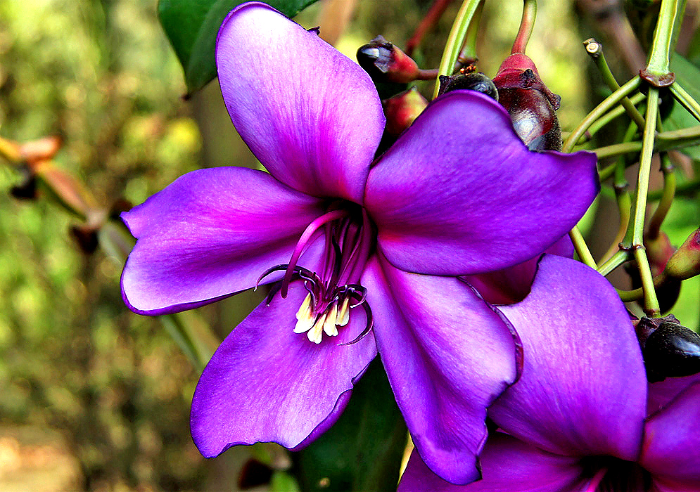 Purple Meriania nobilis flower with traces of magenta in the center and white anthers