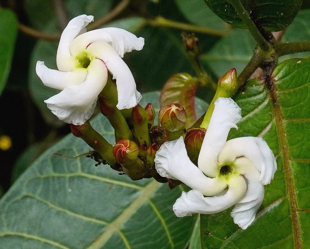 Mesechites citrifolius climbing plant photographed in southern Colombia