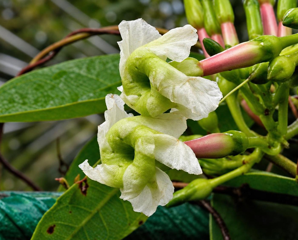 White Mesechites trifidus flowers have green throats and long pink tubes beside green buds
