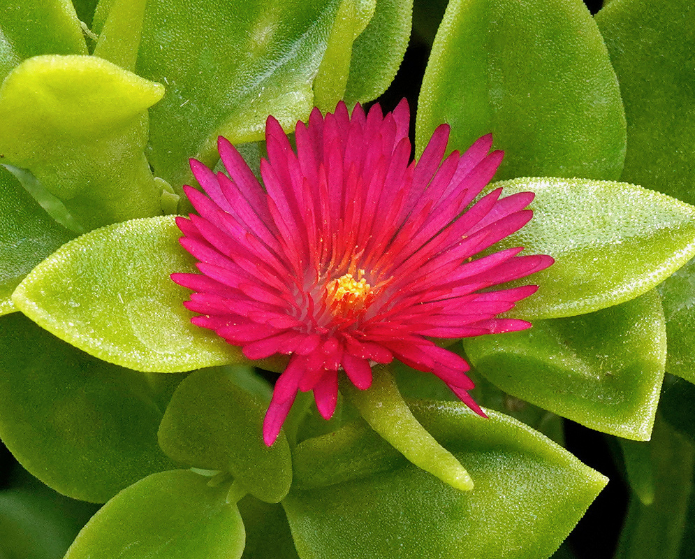 A vivid magenta Mesembryanthemum cordifolium flower with a yellow centre sits among fleshy green leaves