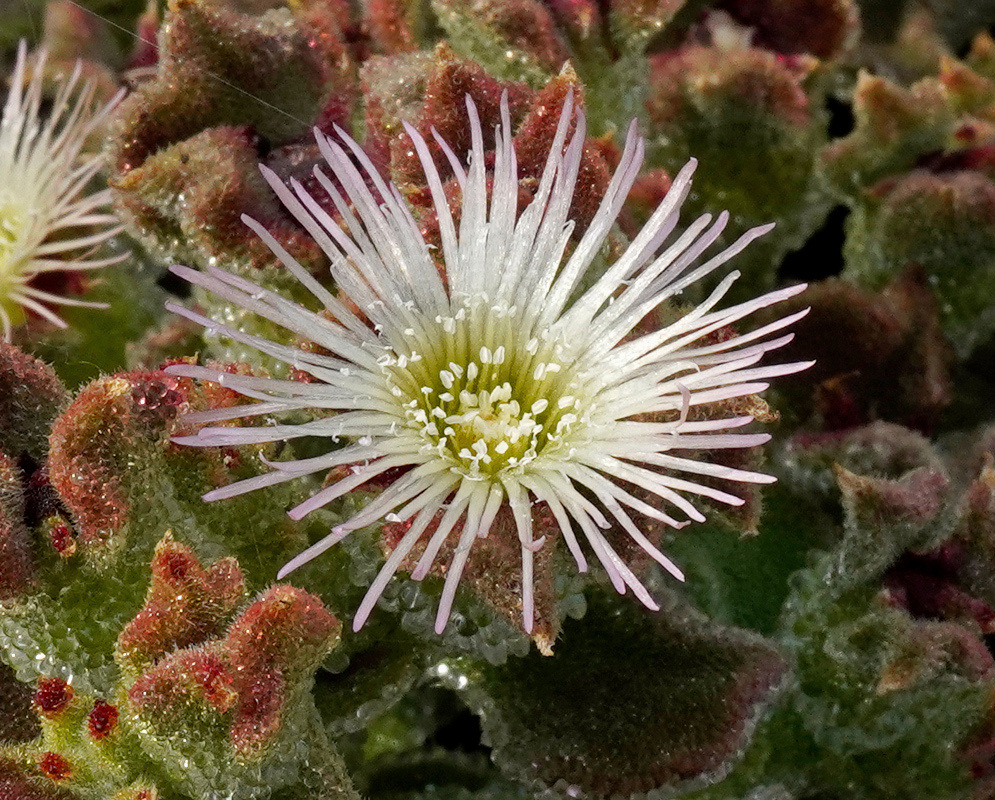 A white Mesembryanthemum crystallinum flower with pale pink tips opens among reddish leaves covered in glistening cells