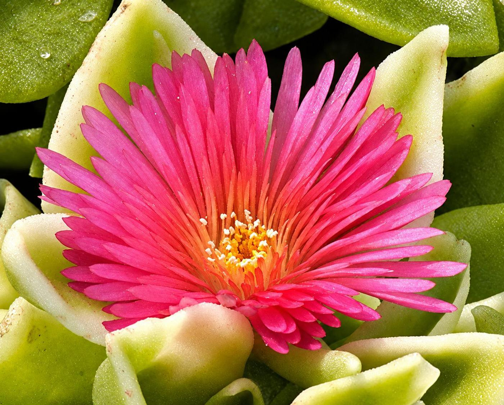 A bright reddish-pink Mesembryanthemum Red Apple flower with yellow stamens opens among fleshy green leaves