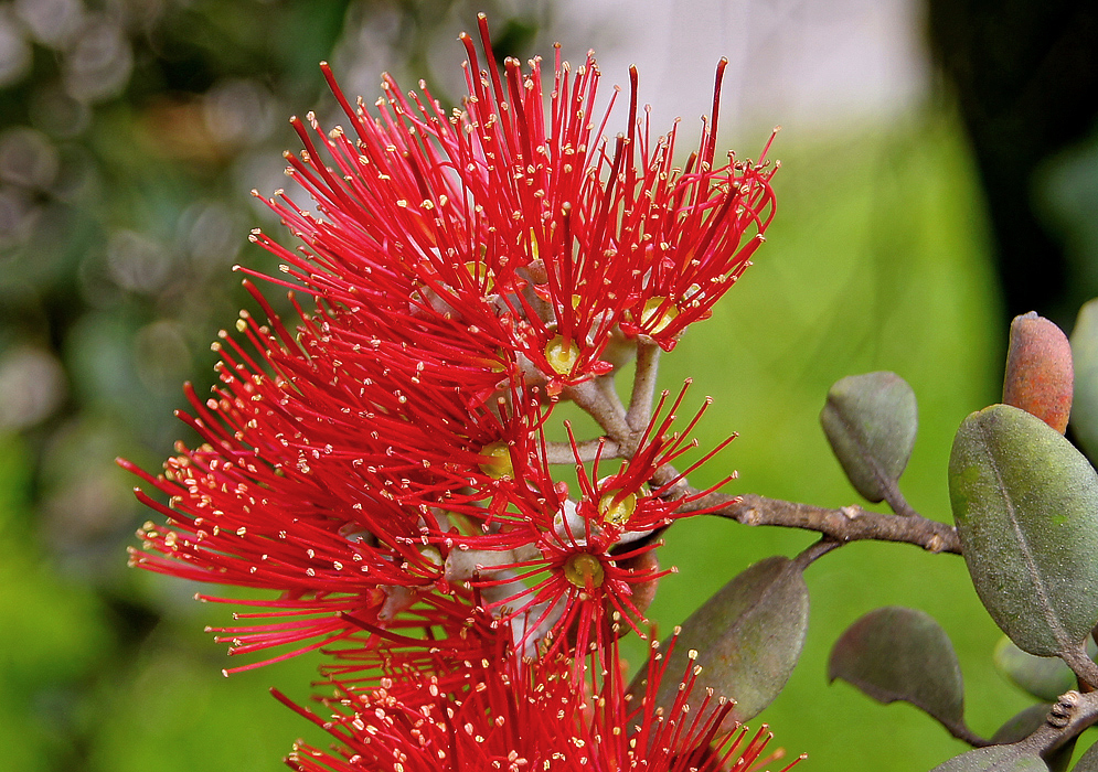 Bright red Metrosideros excelsa flowers with cream colored anthers