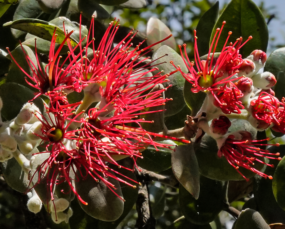 Red Metrosideros excelsa flowers with white sepals