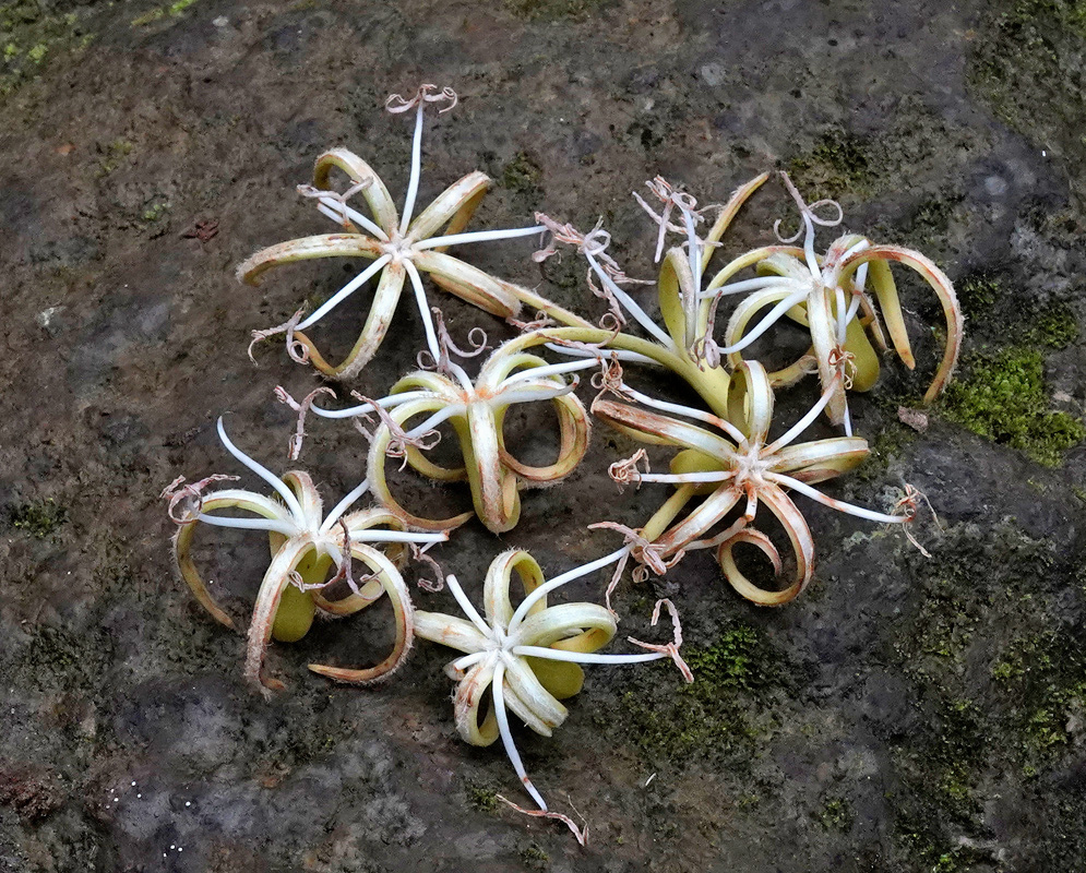 Pale cream Metteniusa tessmanniana flowers have narrow curled segments around dark centres on fallen clusters