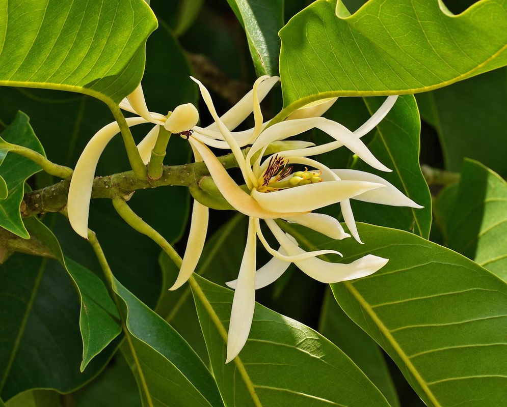 Pale yellow Michelia champaca flowers spread long narrow segments among glossy green leaves