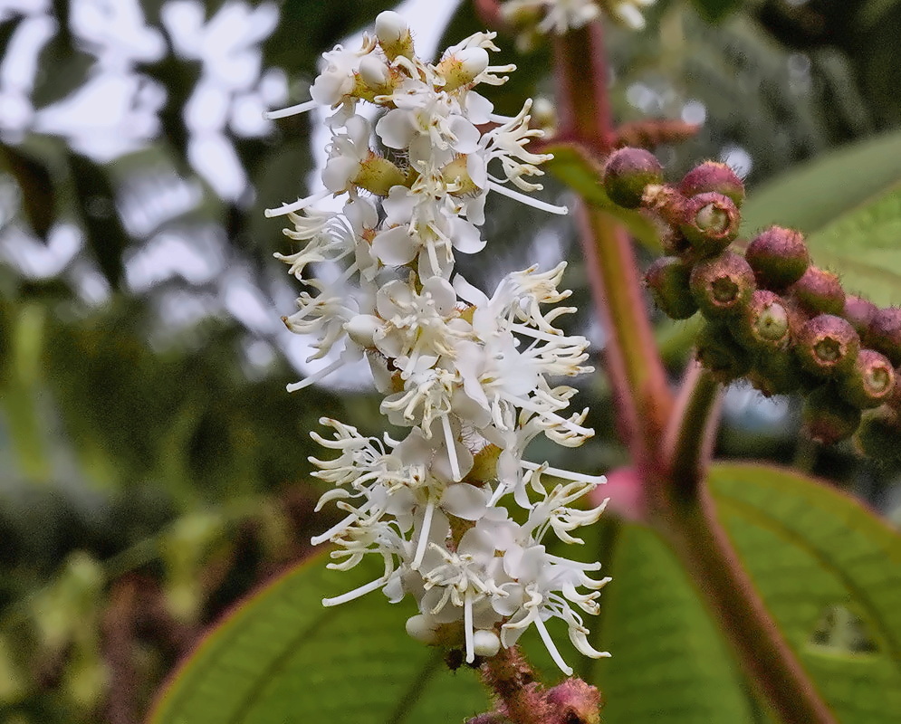 Miconia aeruginosa flowers