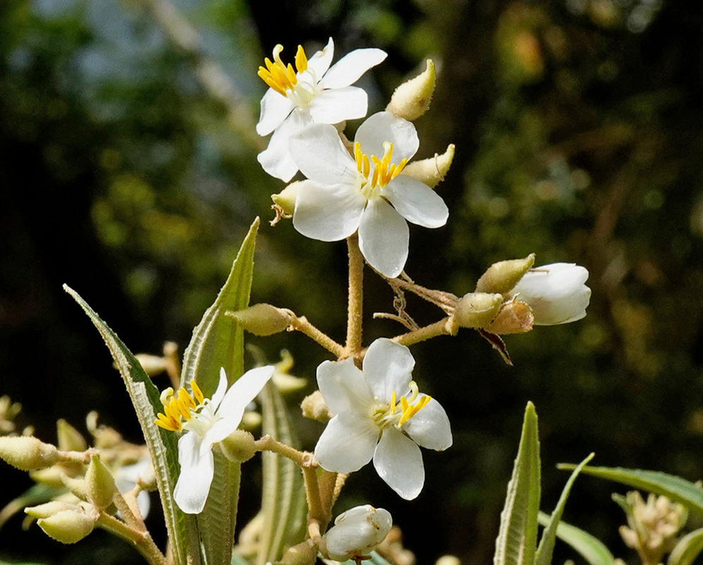 White Miconia bicolor flowers surround upright yellow stamens beside pale green buds