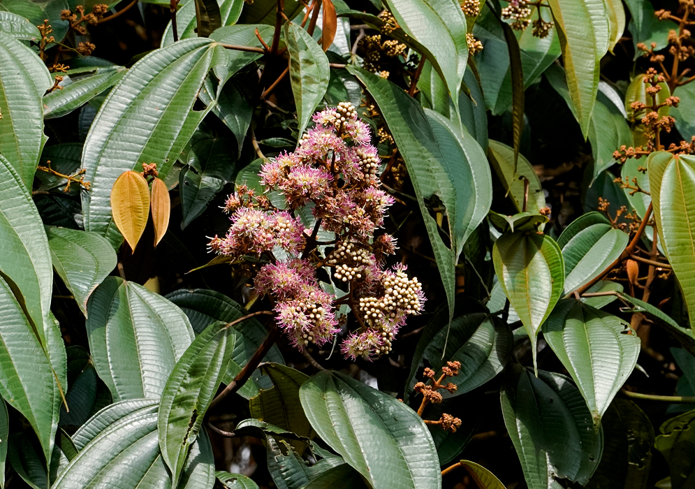 Miconia caudata cluster of small, rounded white buds that open into soft pink, fringe-like blooms with prominent stamens, set on branching stems amidst a background of large, dark green, glossy leaves with pronounced veins