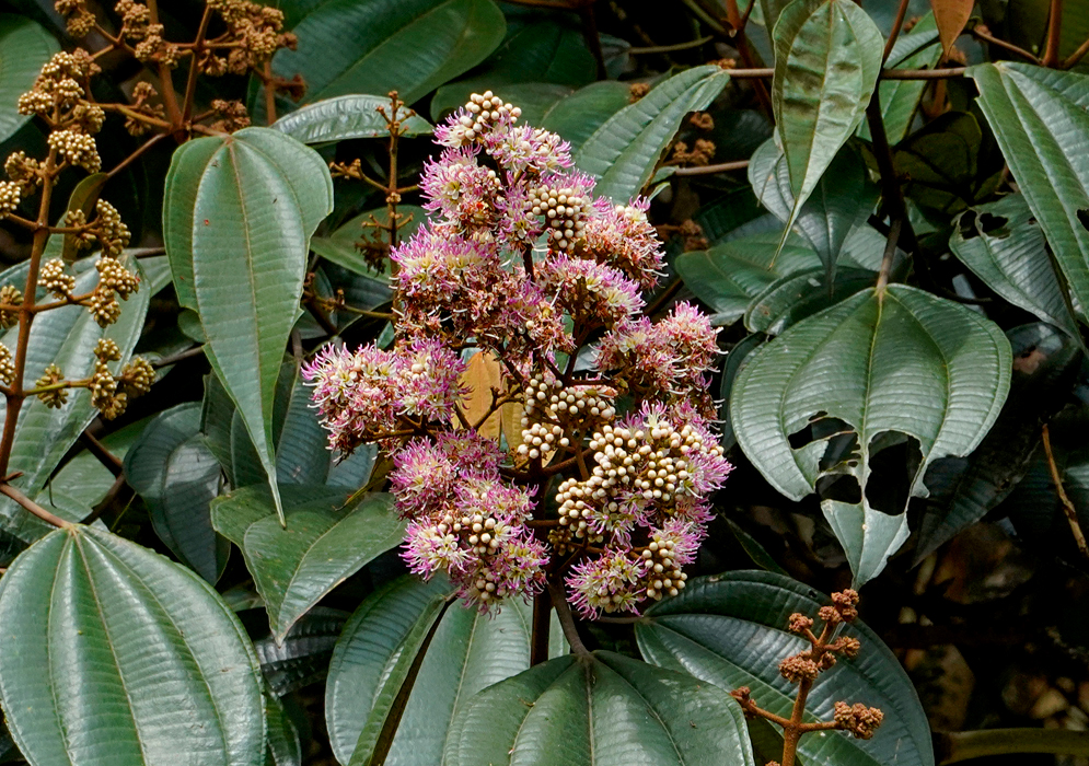 Clustered, rounded Miconia caudata inflorescences with small, densely packed white buds that open into delicate, fringed pink blossoms with prominent stamens