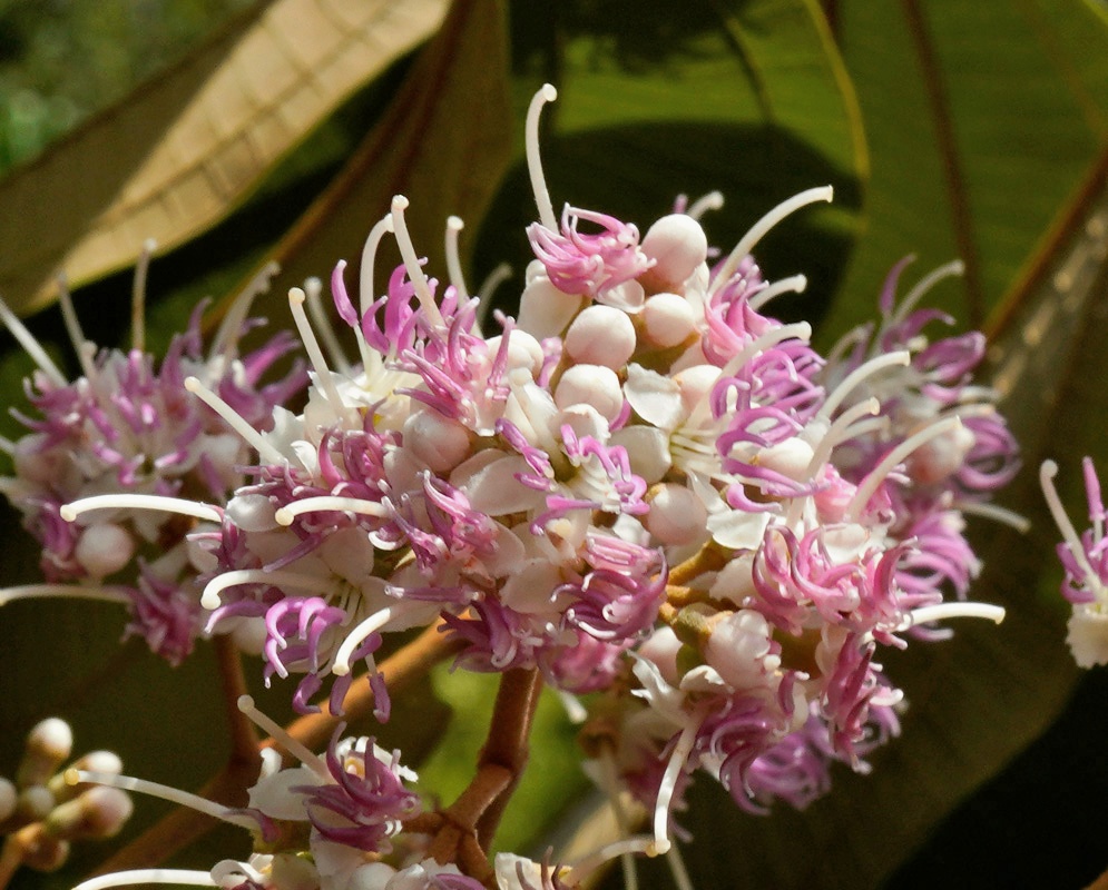 High-detail macro capture of the intricate, feathery pink and white flowers of a Miconia caudata shrub.
