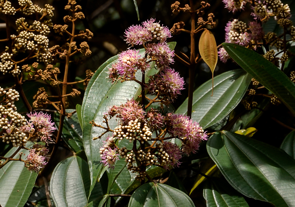 Miconia caudat clusters of small, round white buds transitioning into soft pink, fringe-like blossoms with prominent stamens, arranged on branching stems that stand out against large, glossy green leaves