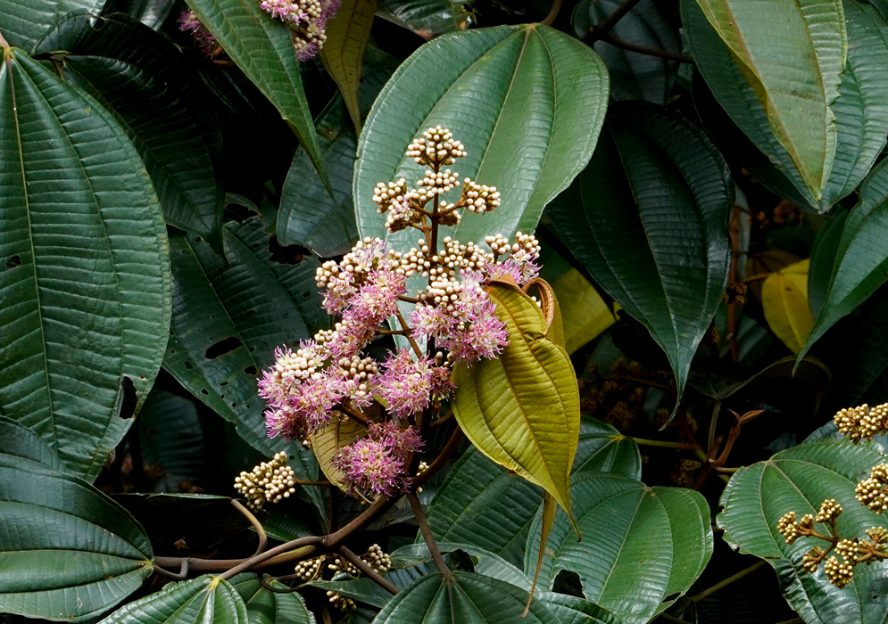 Miconia caudata cluster of tiny, rounded white buds and soft pink, fringed blooms with prominent stamens, arranged on branching stems that stand out against large, dark green, veined leaves