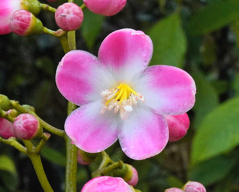 Miconia centronioides flower