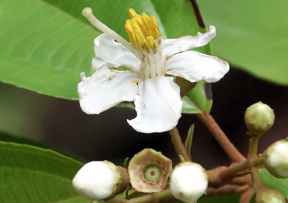 A white Miconia conorufescens flower with yellow anthers