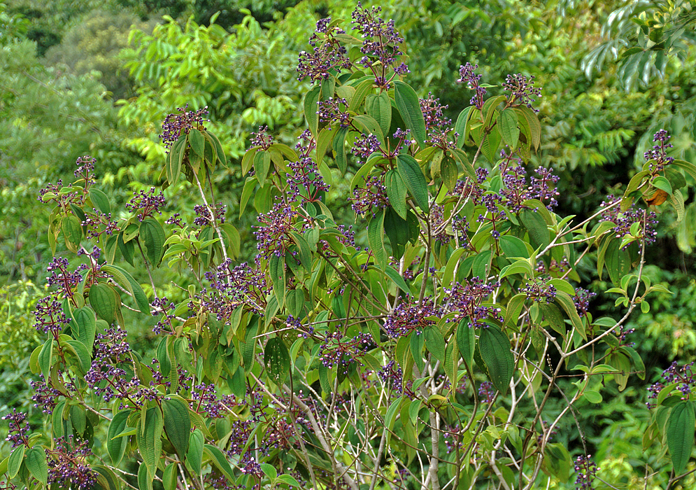 A Miconia conospeciosa bush with green leaves and purple flower buds and indument