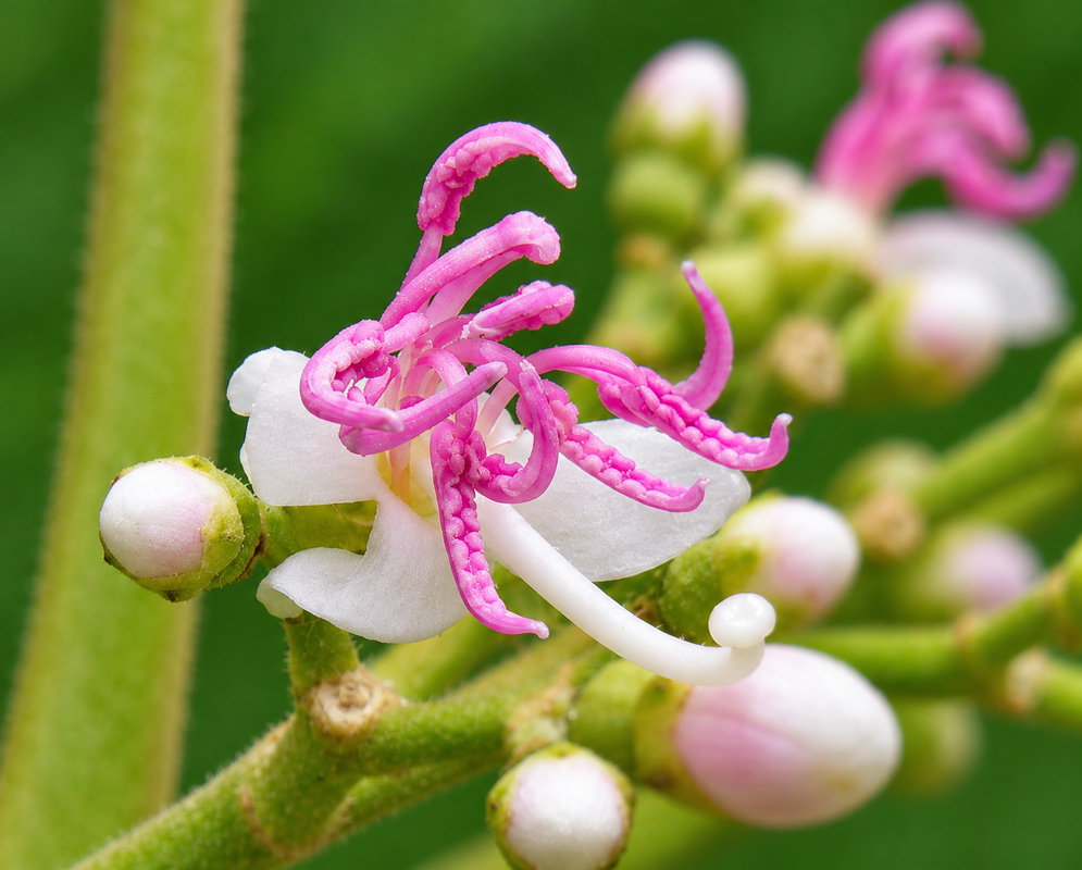 Miconia coronata white flower with dark pink stamens
