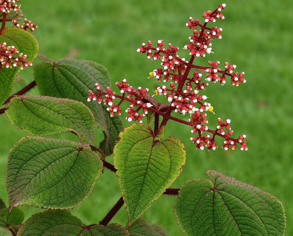 Miconia crinita with clustered pale flowers among narrow leaves