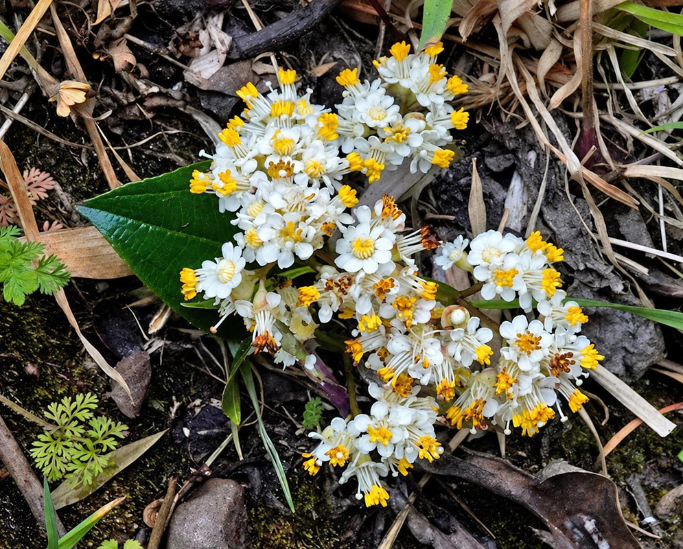 Dense Miconia crocea clusters carry white flowers with bright yellow stamens above green leaves