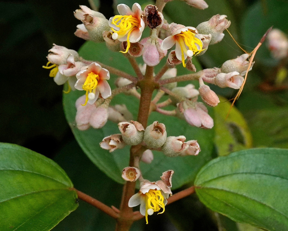 Pale pink Miconia dodecandra flowers with curled yellow stamens open beside rounded green and pink buds