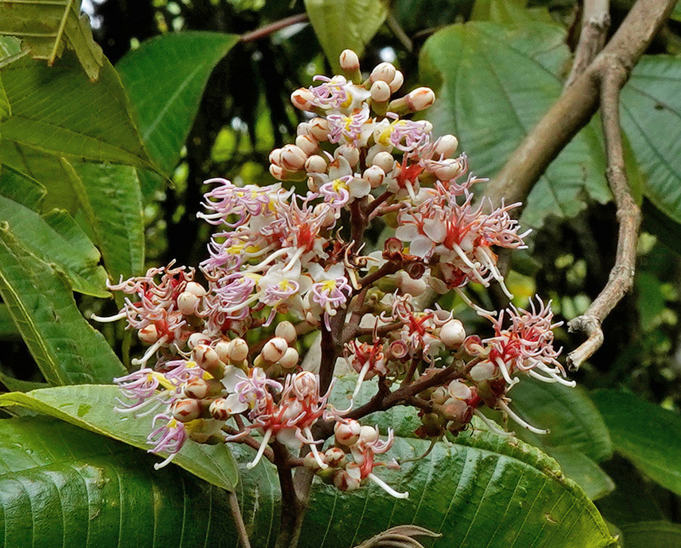 Pale Miconia donaeana flowers and pink buds form a dense cluster with long curling stamens