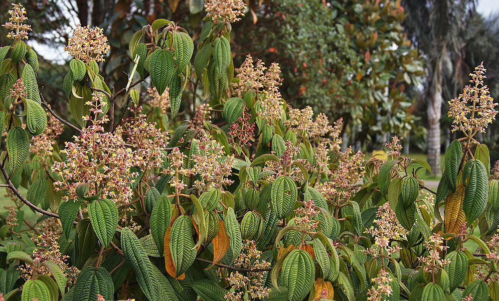 Miconia ferruginea bush with flowering inflorescences