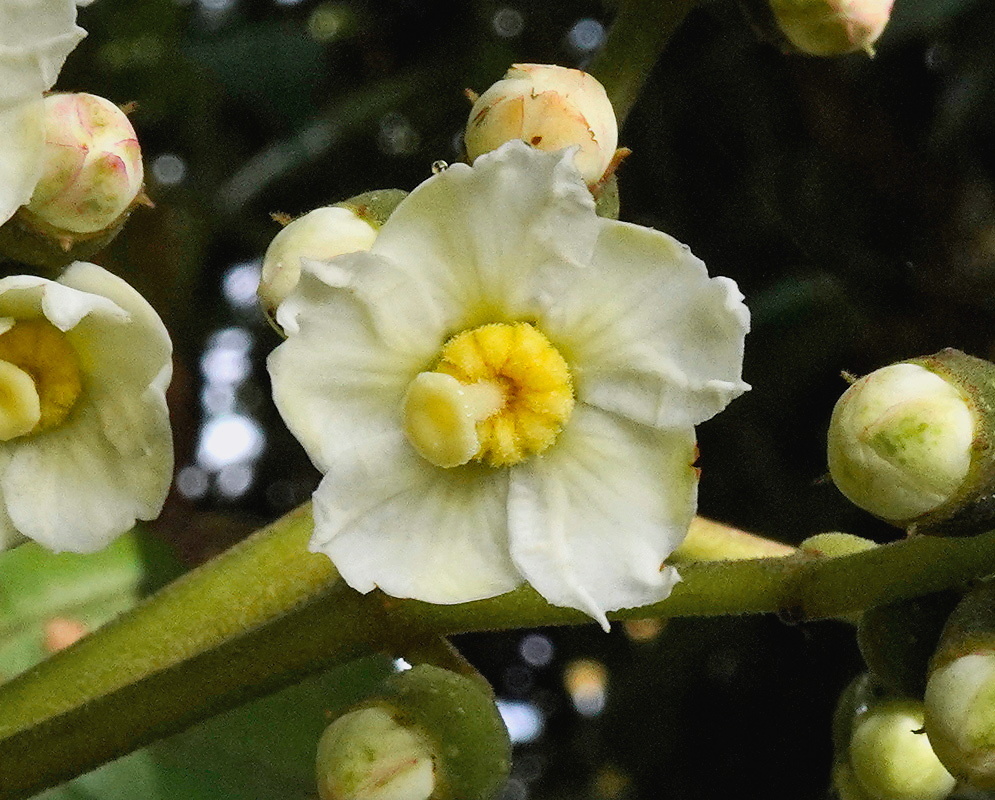 Miconia floribunda flower