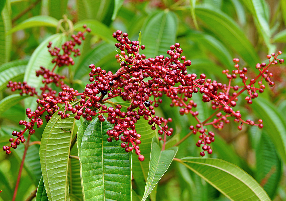 A Miconia inflorescence with red fruits