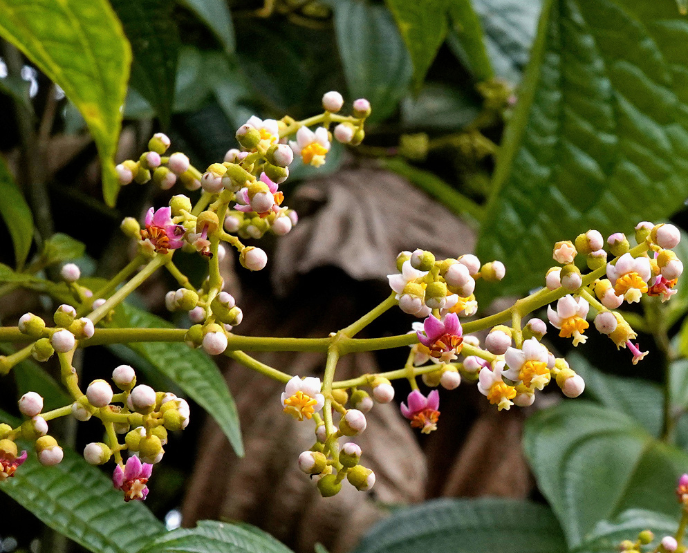Small white Miconia goniostigma flowers with yellow centres share branching stems with pink and pale green buds