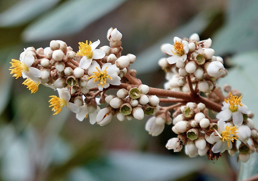 Miconia ligustrina inflorescence with white flowers