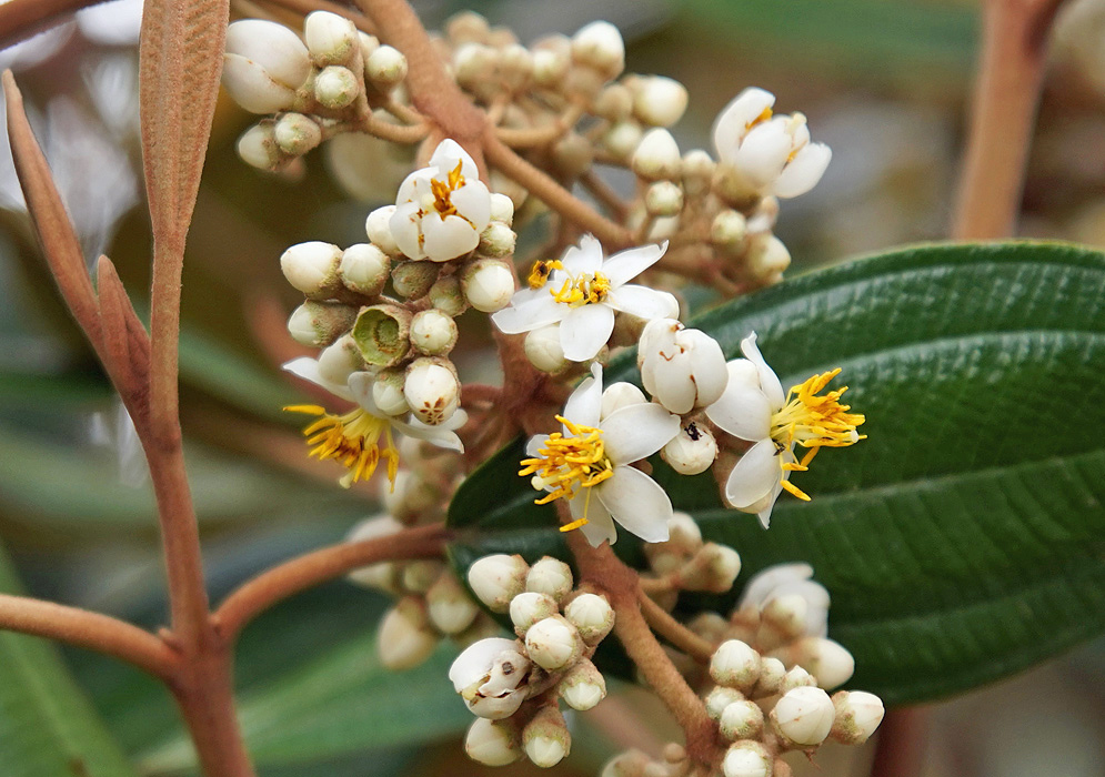 Miconia ligustrina white flowers with yellow stamens