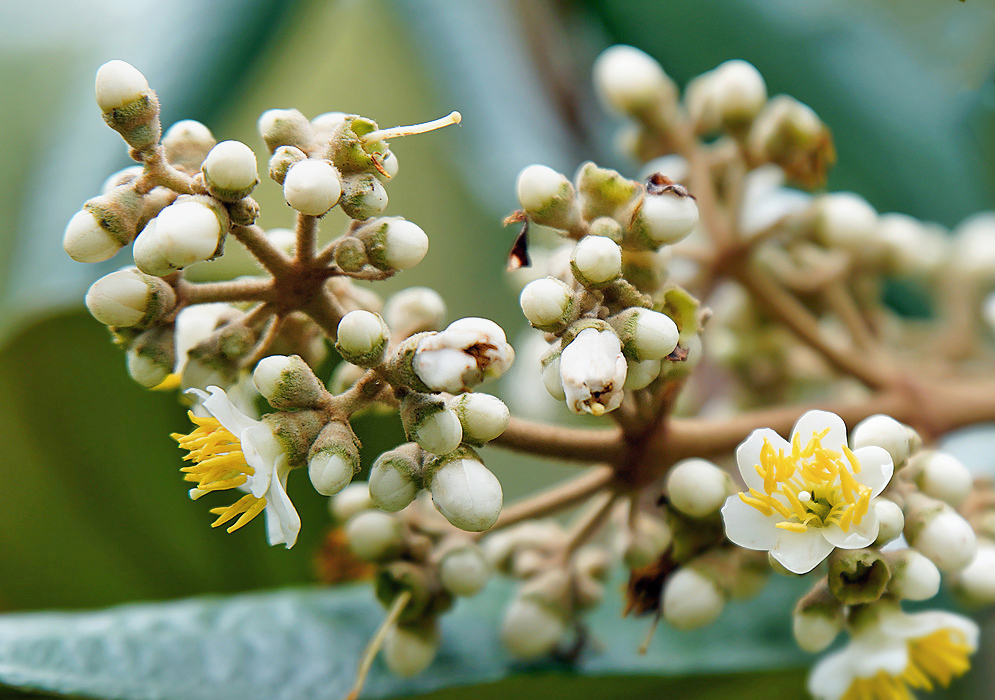 White Miconia ligustrina flowers with yellow stamens