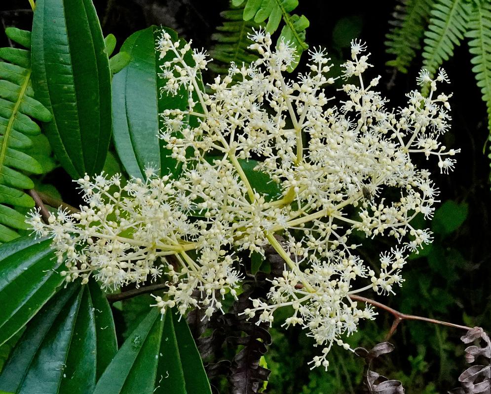 Numerous tiny white Miconia minutiflora flowers form an airy branching cluster above long green leaves