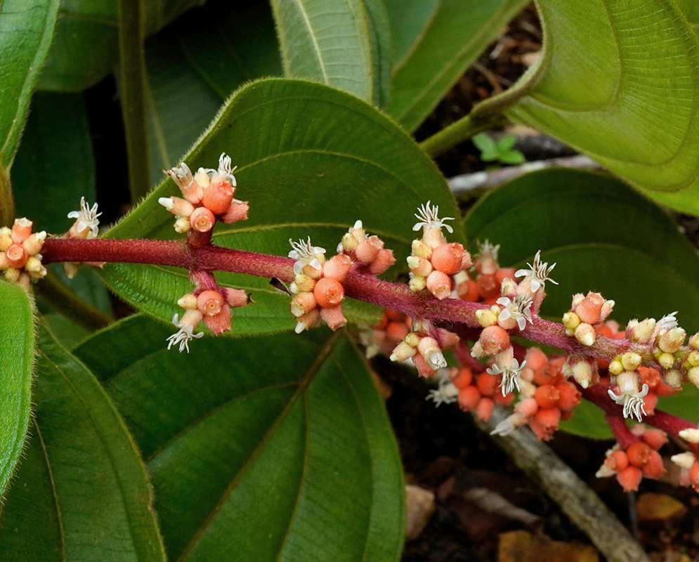 Tiny pale Miconia nervosa flowers open among pink buds along a reddish stem above green leaves