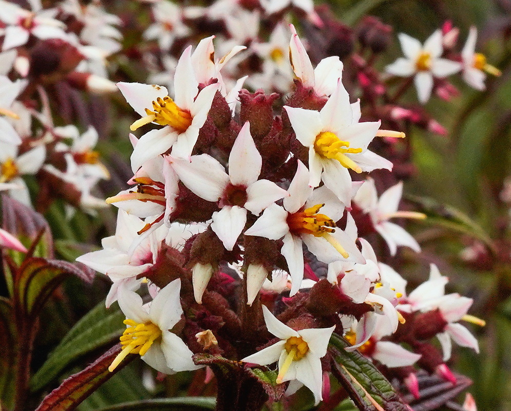 Miconia nervosissima flowers