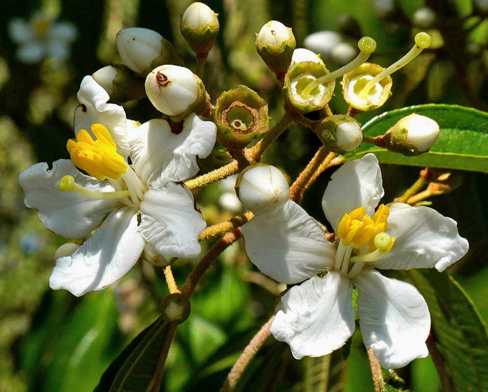 White Miconia schlimii flowers with yellow stamens open beside rounded pale green buds