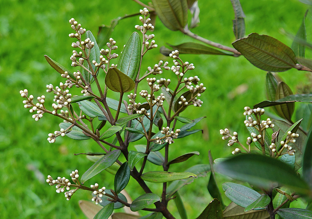Miconia squamulosa inflorescence with white flower buds