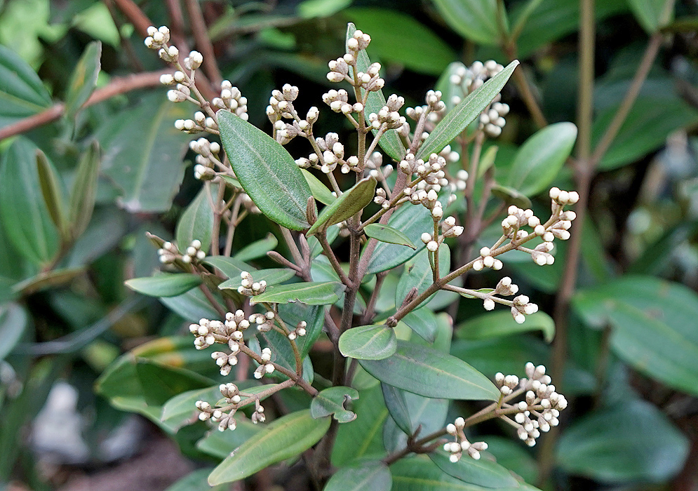 Miconia squamulosa inflorescence with white flower buds and brown sepals