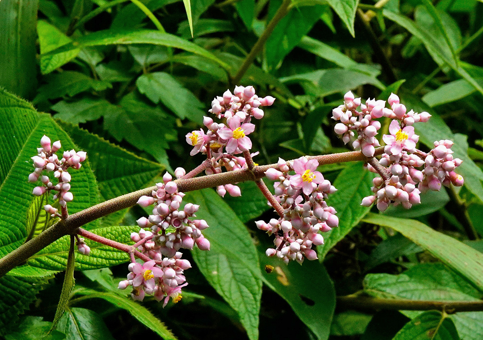Clusters of pale pink Miconia subcrustulata flowers with yellow stamens and pink buds line branching stems
