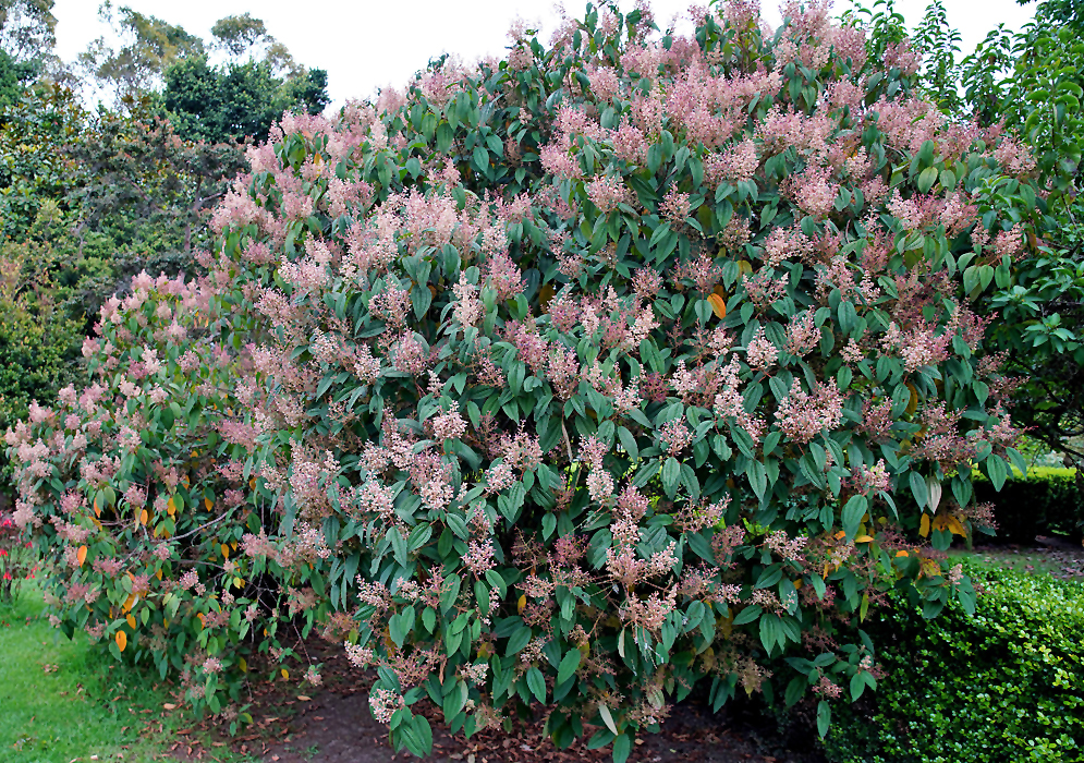 Miconia subseriata tree with pink inflorescences