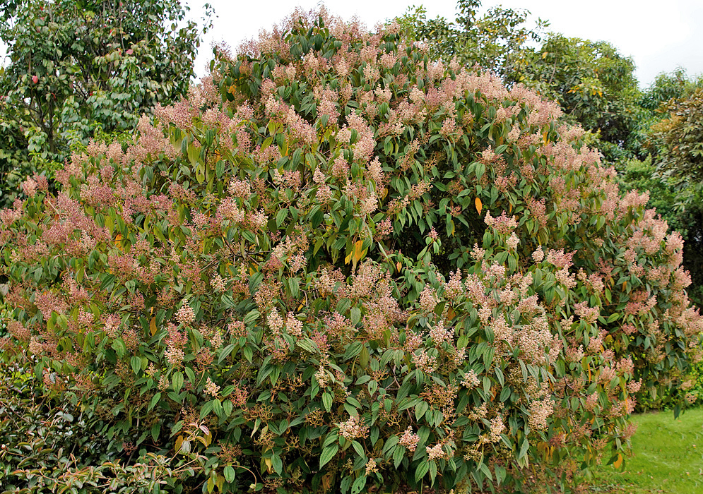 Miconia subseriata tree full of pink inflorescences