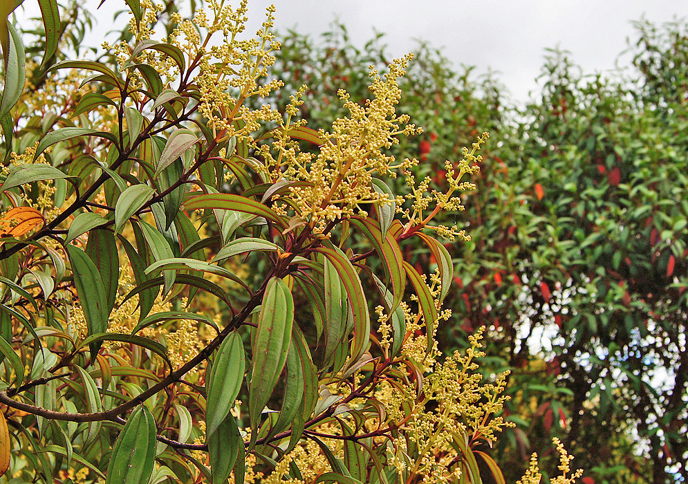 Miconia subseriata inflorescences full of white flower buds and yellowish sepals