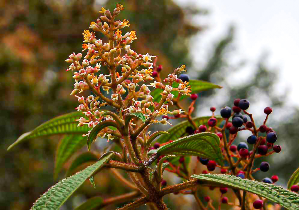 Miconia subseriata inflorescence with white flowers and yellow stamens and reddish sepals in front of an inflorescence with purple fruits