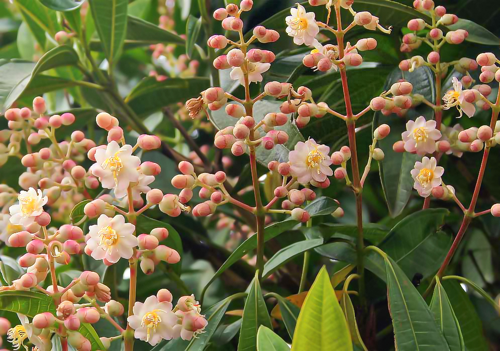 Miconia theaezans inflorescences with white flowers and pink and white flower buds