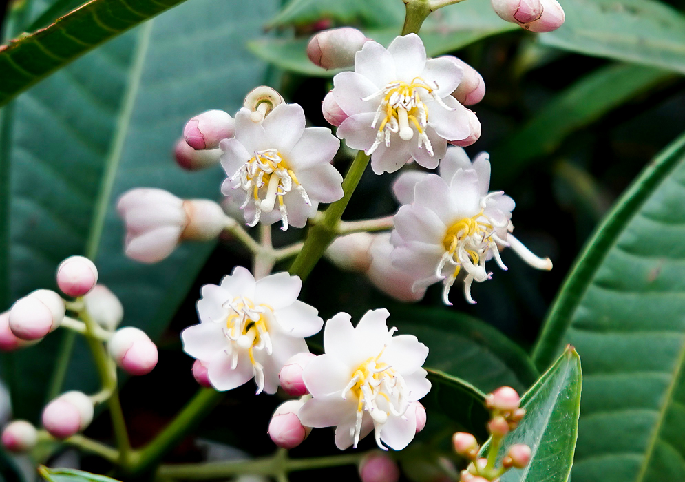 Miconia theaezans inflorescence with white flowers and pink and white flower buds