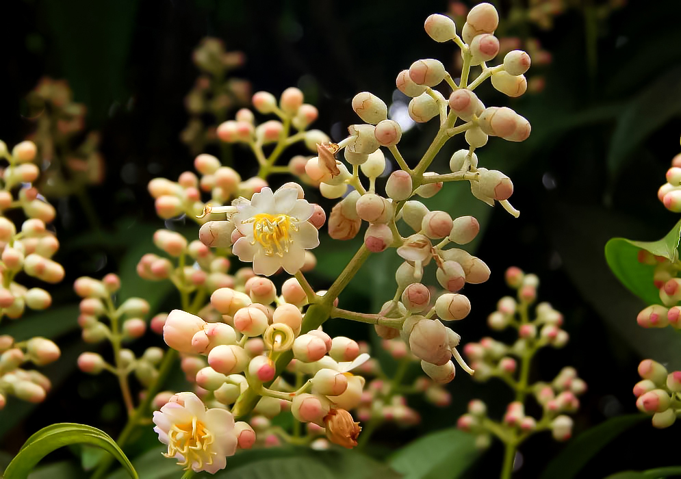 Miconia theaezans inflorescence with white flowers with yellow filaments and pink and white flower buds