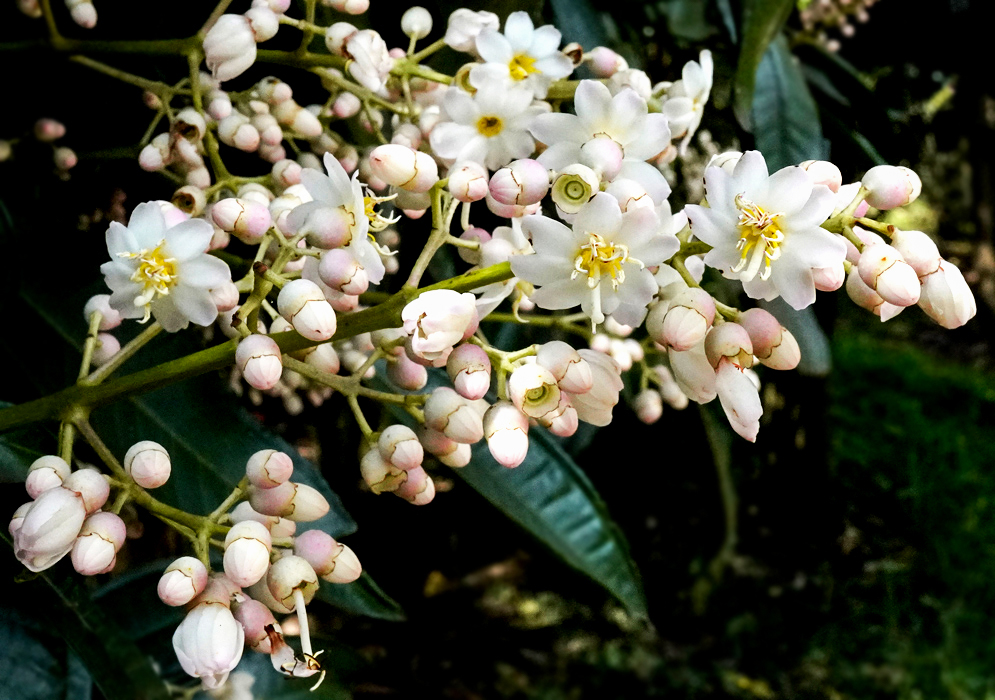 Miconia theizans inflorescence with white flowers