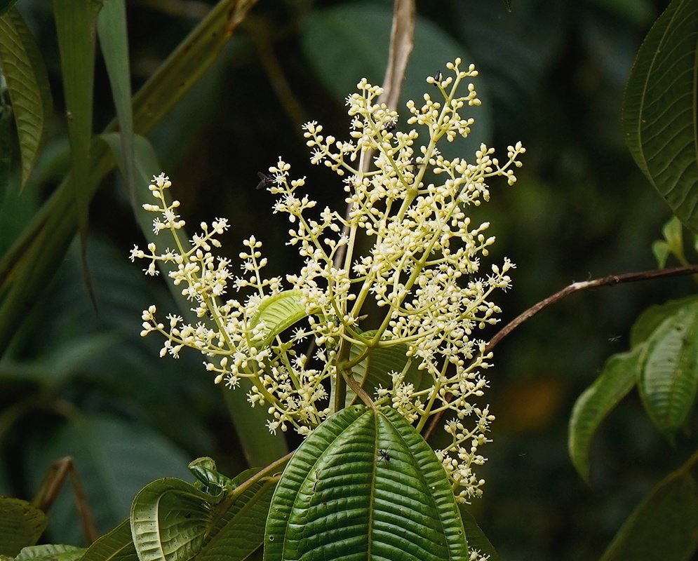Miconia trinervia plant habit and foliage