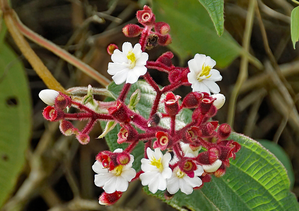 Hairy dark red Miconia umbellata inflorescence with white flowers and yellow stamens